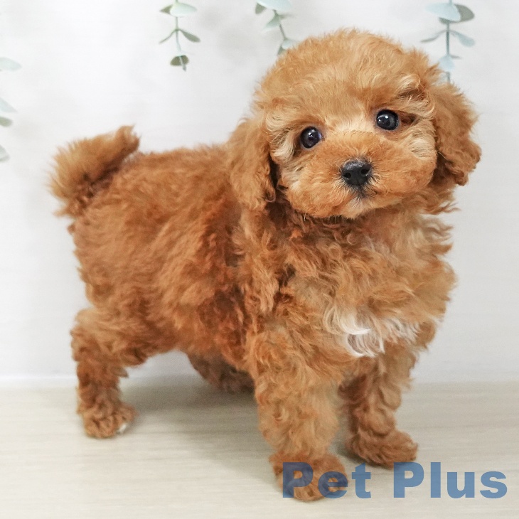 長野県のトイプードル(トイ) (ペットプラス 須坂店/2025年10月27日生まれ/男の子/アプリコット)の子犬の2枚目の画像