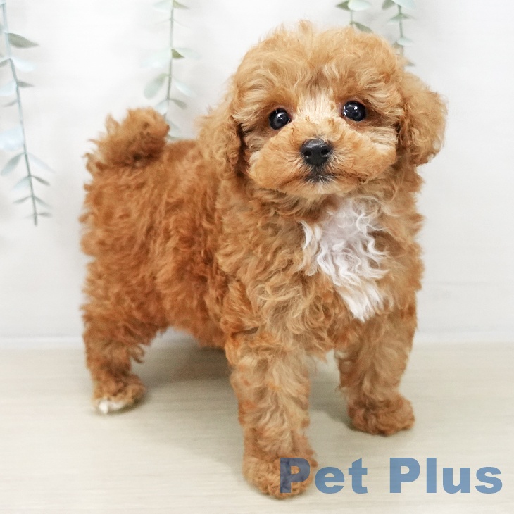 神奈川県のトイプードル(トイ) (ペットプラス 座間店/2025年10月27日生まれ/男の子/アプリコット)の子犬の2枚目の画像