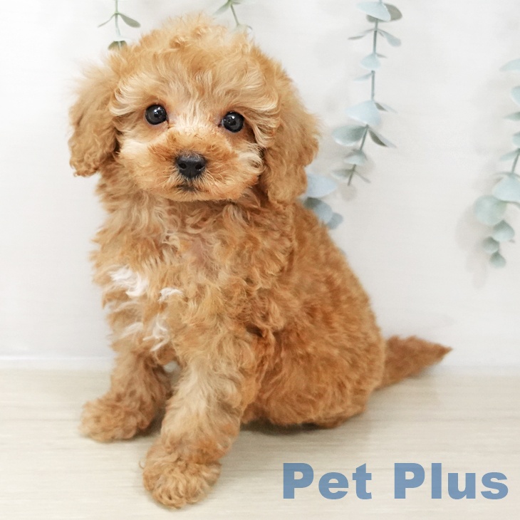 神奈川県のトイプードル(トイ) (ペットプラス ゆめが丘ソラトス店/2025年10月27日生まれ/女の子/アプリコット)の子犬の1枚目の画像