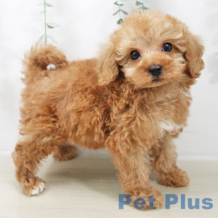 神奈川県のトイプードル(トイ) (ペットプラス ゆめが丘ソラトス店/2025年10月27日生まれ/女の子/アプリコット)の子犬の2枚目の画像