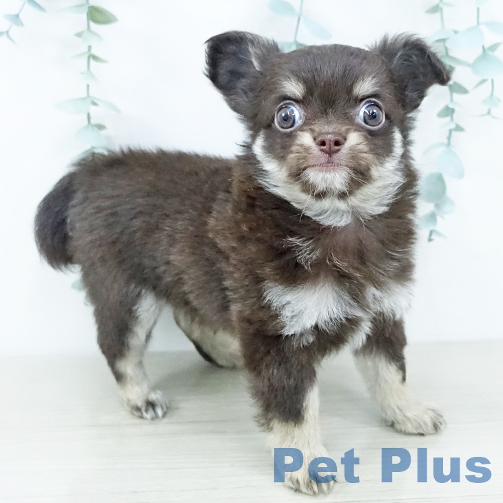 千葉県のチワワ(ロング) (ペットプラス 八千代緑が丘店/2025年10月24日生まれ/男の子/チョコレートイエロー)の子犬の1枚目の画像