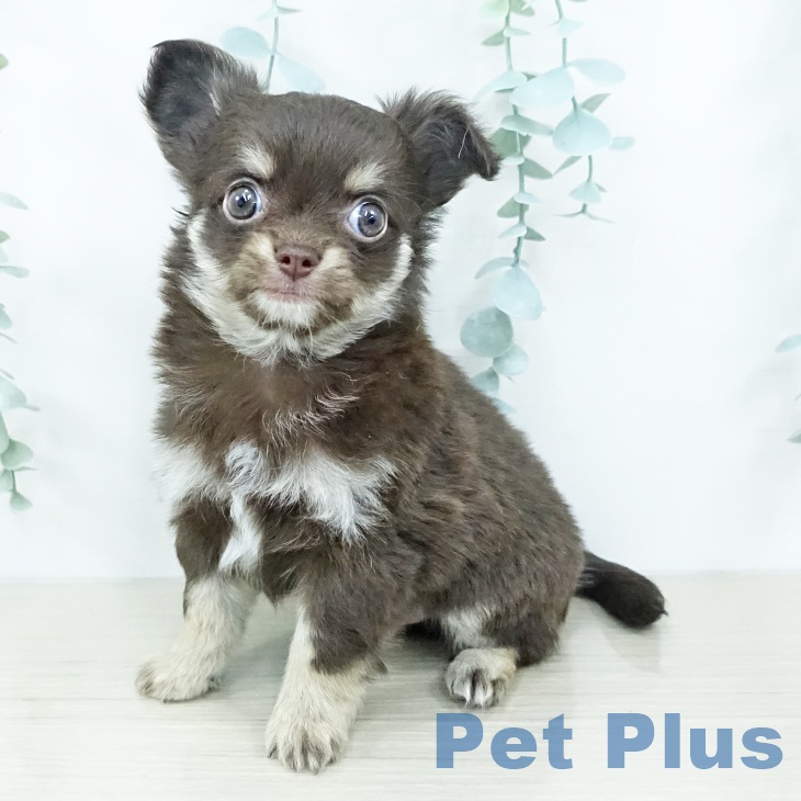 千葉県のチワワ(ロング) (ペットプラス 八千代緑が丘店/2025年10月24日生まれ/男の子/チョコレートイエロー)の子犬の2枚目の画像