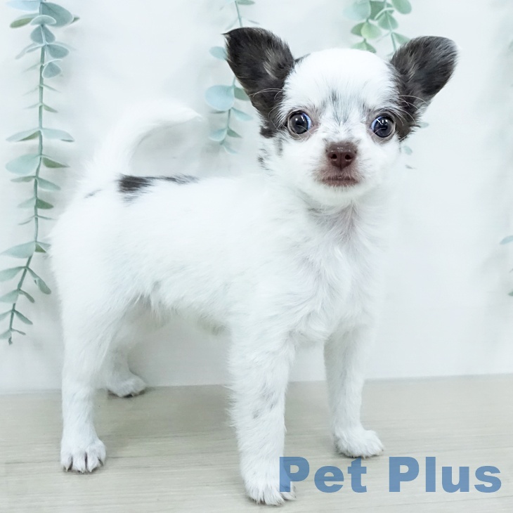 神奈川県のチワワ(ロング) (ペットプラス 座間店/2025年10月24日生まれ/女の子/ホワイトチョコレート)の子犬の1枚目の画像