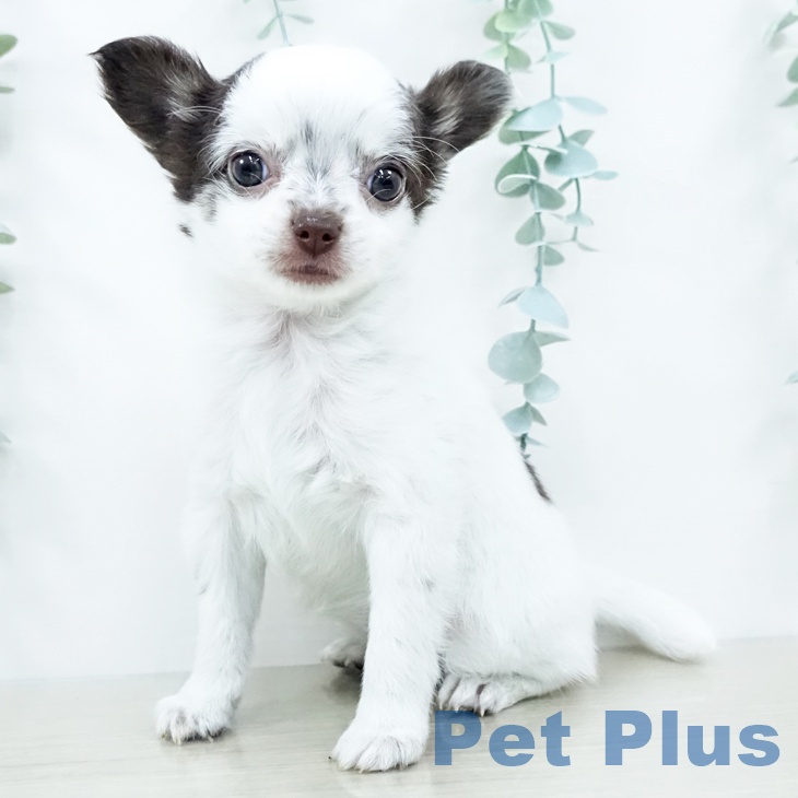 神奈川県のチワワ(ロング) (ペットプラス 座間店/2025年10月24日生まれ/女の子/ホワイトチョコレート)の子犬の2枚目の画像