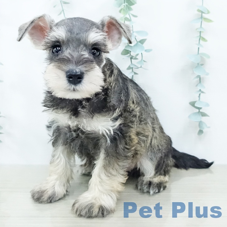 福島県のミニチュアシュナウザー (ペットプラス 福島店/2025年10月28日生まれ/女の子/ソルトペッパー)の子犬の1枚目の画像