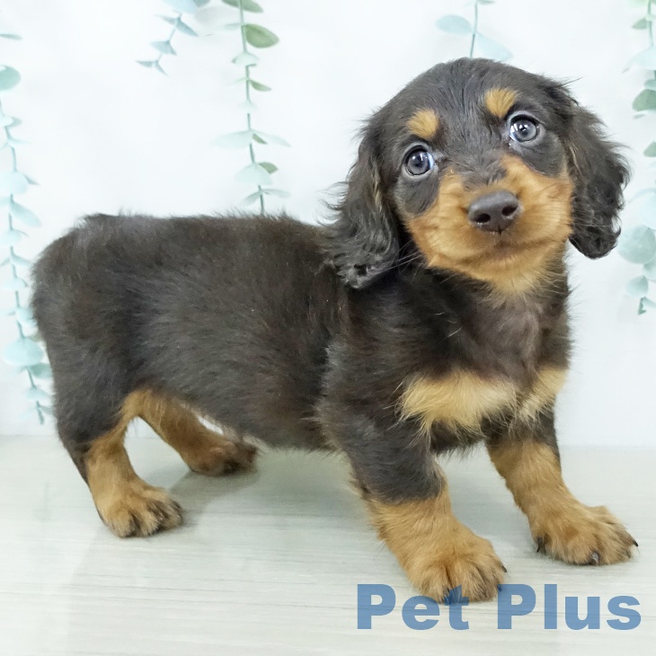 群馬県のミニチュアダックスフンド(ロング) (ペットプラス イオンモール太田店/2025年10月29日生まれ/男の子/チョコレートタン)の子犬の1枚目の画像