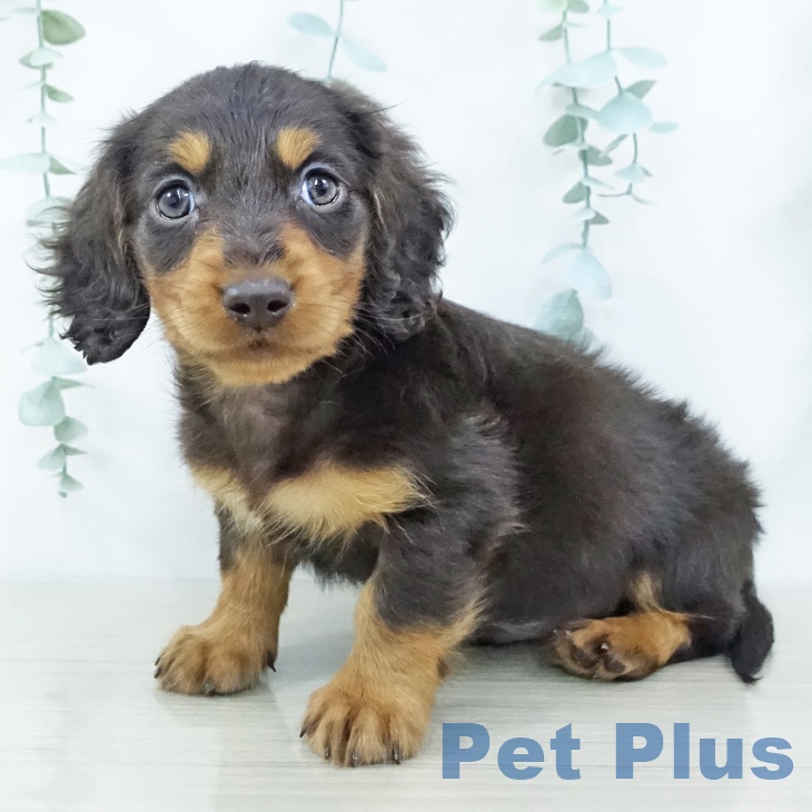 群馬県のミニチュアダックスフンド(ロング) (ペットプラス イオンモール太田店/2025年10月29日生まれ/男の子/チョコレートタン)の子犬の2枚目の画像