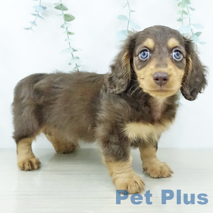 福島県のミニチュアダックスフンド(ロング) (ペットプラス 福島店/2025年10月29日生まれ/男の子/チョコレートタン)の子犬の1枚目の画像