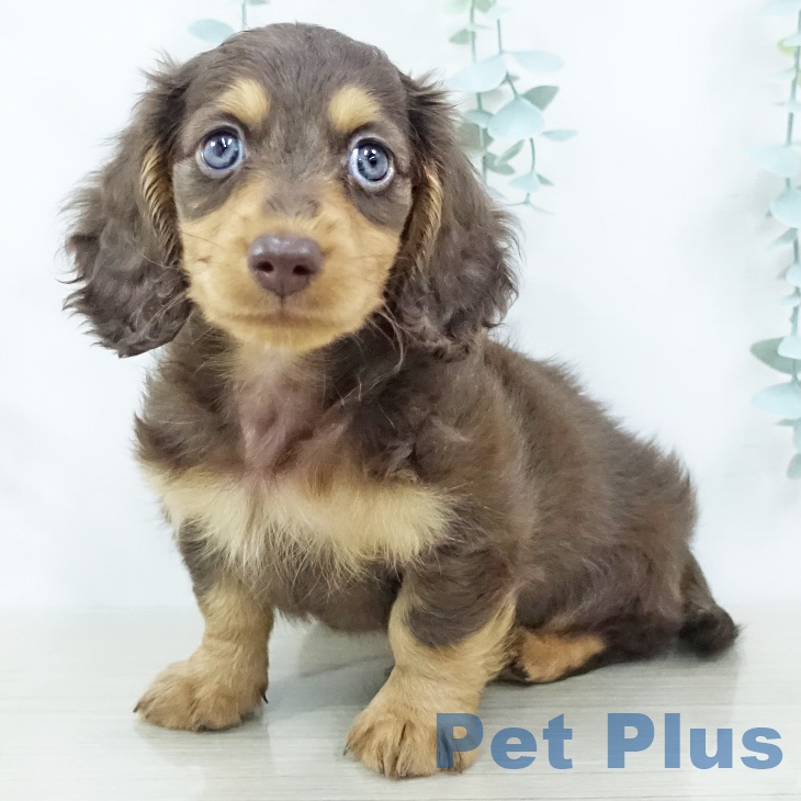 福島県のミニチュアダックスフンド(ロング) (ペットプラス 福島店/2025年10月29日生まれ/男の子/チョコレートタン)の子犬の2枚目の画像