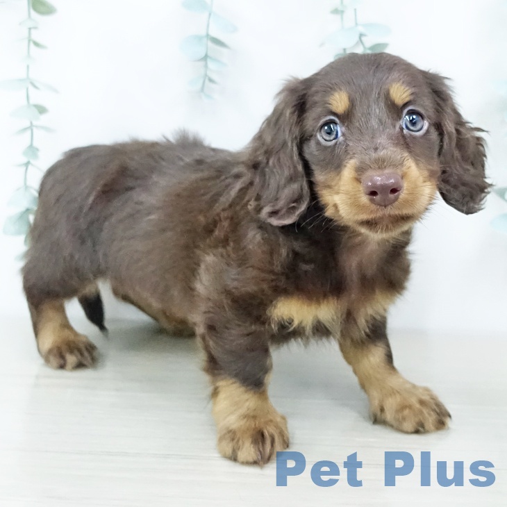 茨城県のミニチュアダックスフンド(ロング) (ペットプラス つくば店/2025年10月29日生まれ/男の子/チョコレートタン)の子犬の1枚目の画像