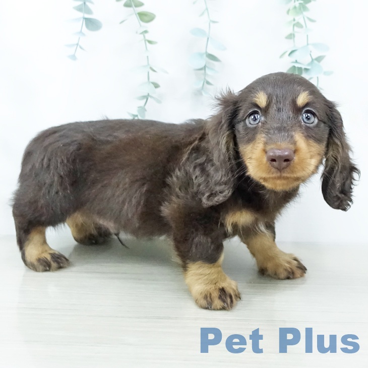 埼玉県のミニチュアダックスフンド(ロング) (ペットプラス 羽生店/2025年10月29日生まれ/男の子/チョコレートタン)の子犬の1枚目の画像