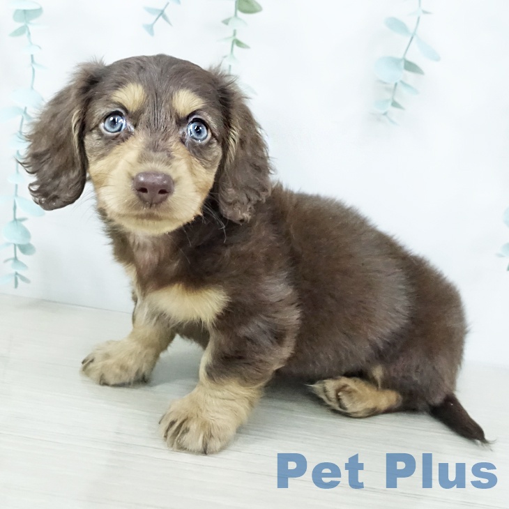 神奈川県のミニチュアダックスフンド(ロング) (ペットプラス 湘南平塚店/2025年10月29日生まれ/女の子/チョコレートタン)の子犬