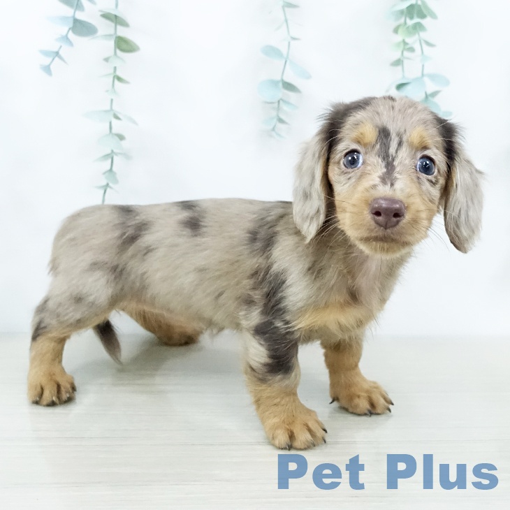 東京都のミニチュアダックスフンド(ロング) (ペットプラス むさし村山店/2025年10月29日生まれ/女の子/チョコレートダップル)の子犬の1枚目の画像