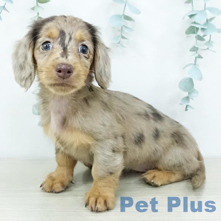 東京都のミニチュアダックスフンド(ロング) (ペットプラス むさし村山店/2025年10月29日生まれ/女の子/チョコレートダップル)の子犬の2枚目の画像