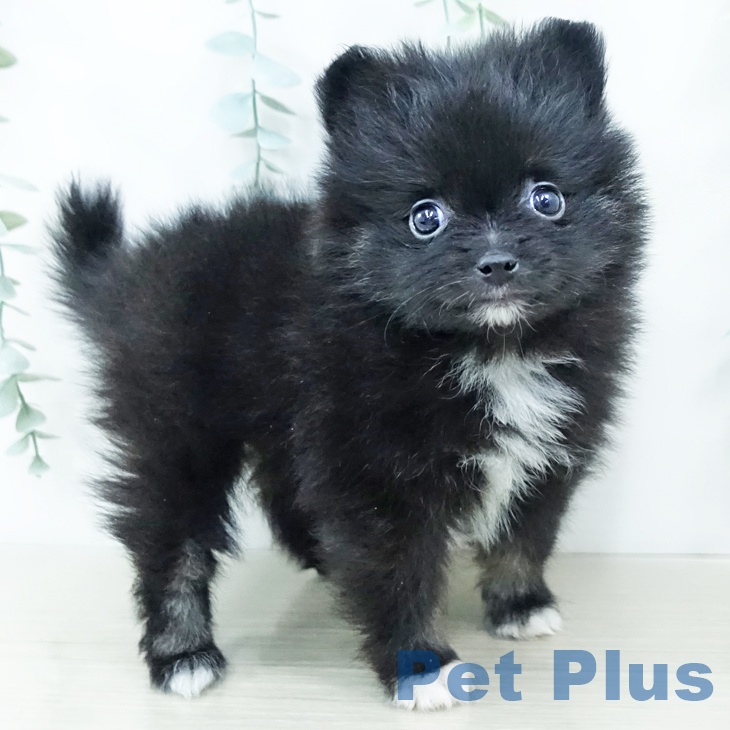 東京都のポメラニアン (ペットプラス アクアシティお台場店/2025年10月28日生まれ/女の子/ブラックホワイト)の子犬の1枚目の画像