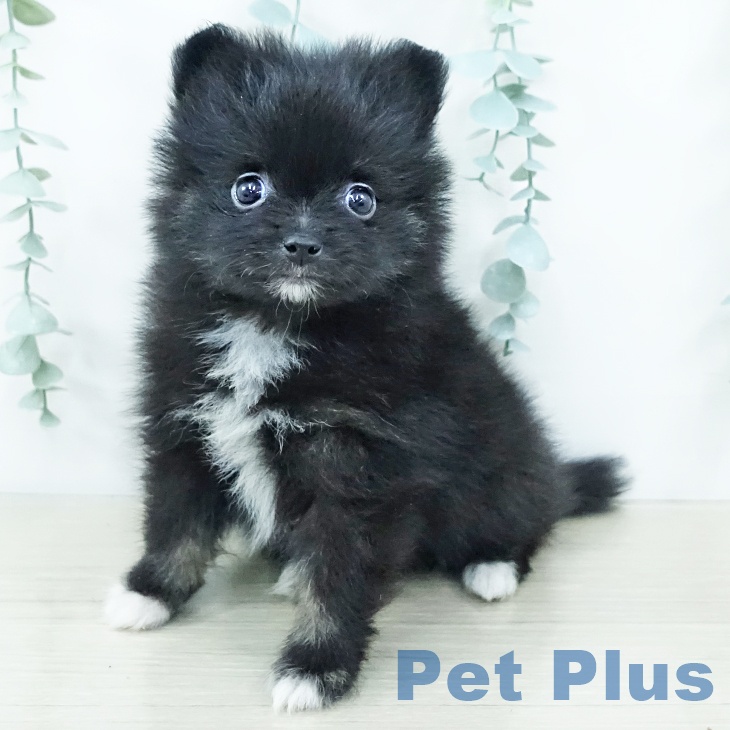 東京都のポメラニアン (ペットプラス アクアシティお台場店/2025年10月28日生まれ/女の子/ブラックホワイト)の子犬の2枚目の画像