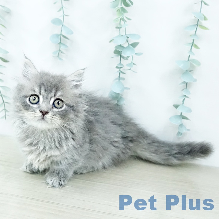 千葉県のマンチカン (ペットプラス 幕張新都心店/2025年10月25日生まれ/男の子/ブルータビー)の子猫の1枚目の画像