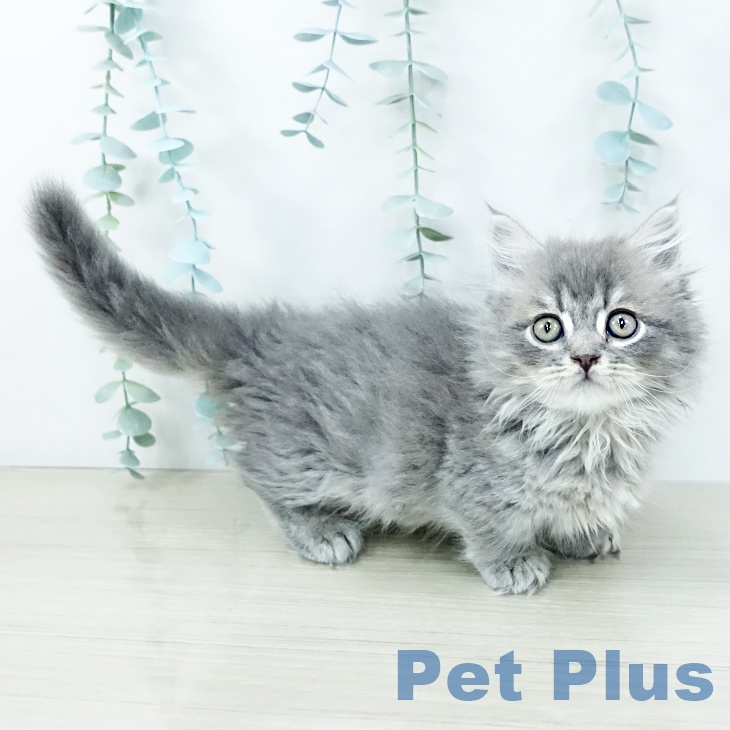 千葉県のマンチカン (ペットプラス 幕張新都心店/2025年10月25日生まれ/男の子/ブルータビー)の子猫の2枚目の画像