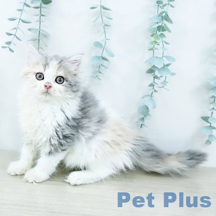 千葉県のマンチカン (ペットプラス ユーカリが丘店/2025年10月25日生まれ/女の子/ダイリュートキャリコ)の子猫の1枚目の画像