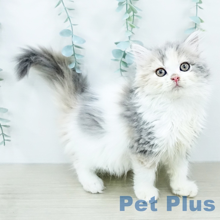 千葉県のマンチカン (ペットプラス ユーカリが丘店/2025年10月25日生まれ/女の子/ダイリュートキャリコ)の子猫の2枚目の画像