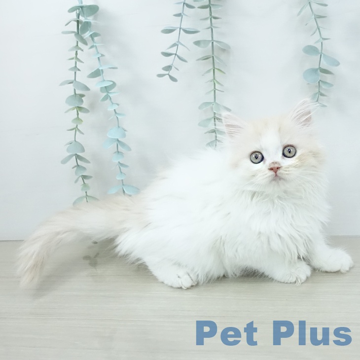 埼玉県のマンチカン (ペッツワン 新座店/2025年10月25日生まれ/女の子/クリームタビーホワイト)の子猫の1枚目の画像