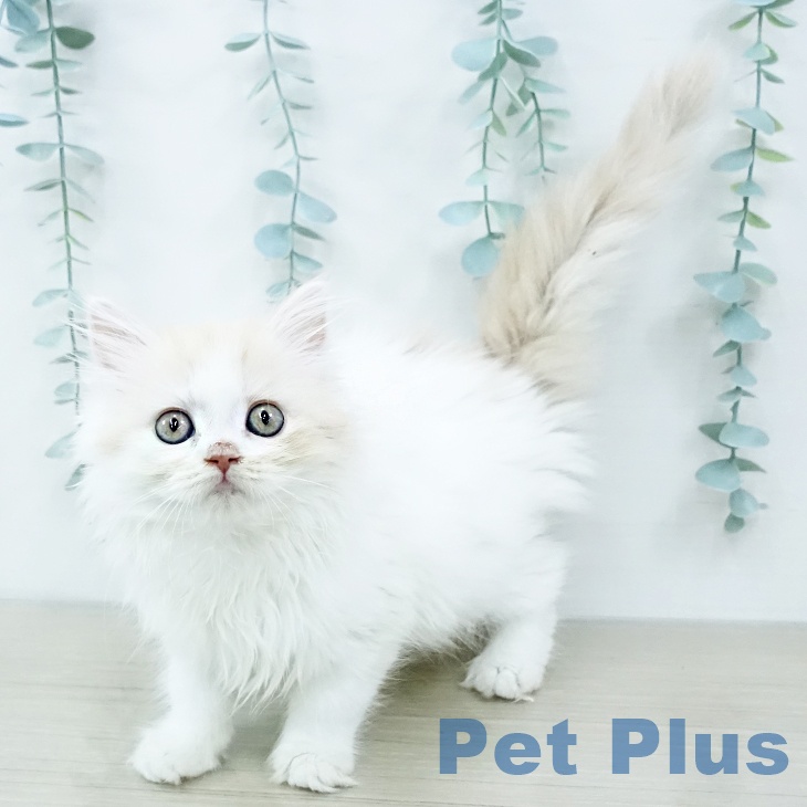 埼玉県のマンチカン (ペッツワン 新座店/2025年10月25日生まれ/女の子/クリームタビーホワイト)の子猫の2枚目の画像