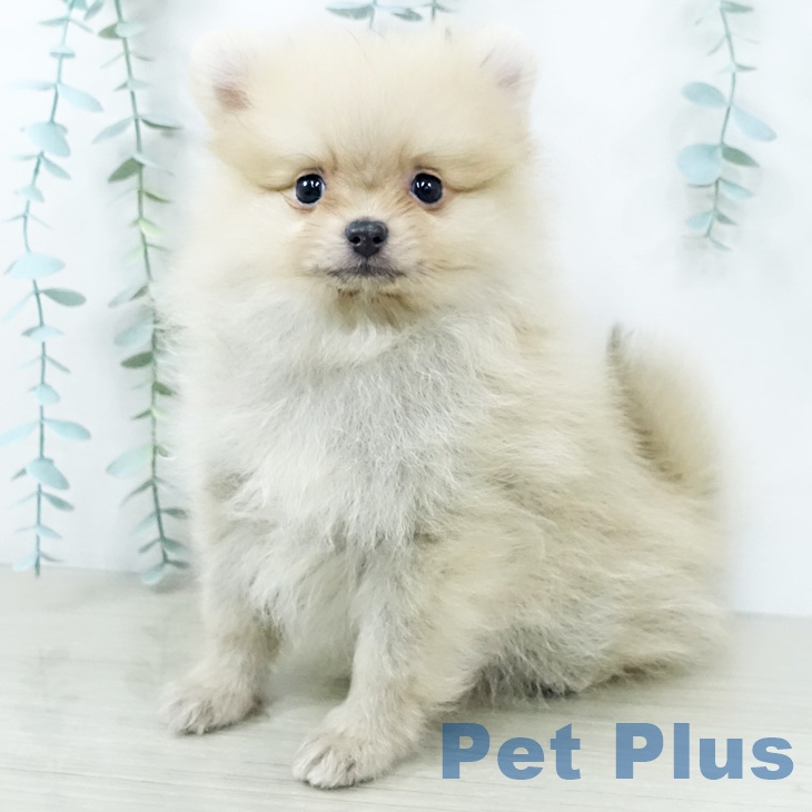 神奈川県のポメラニアン (ペットプラス 天王町店/2025年10月29日生まれ/男の子/クリーム)の子犬の1枚目の画像
