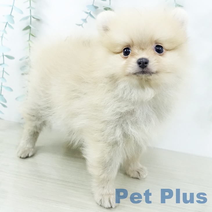 神奈川県のポメラニアン (ペットプラス 天王町店/2025年10月29日生まれ/男の子/クリーム)の子犬の2枚目の画像