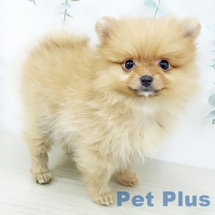 東京都のポメラニアン (ペットプラス むさし村山店/2025年10月29日生まれ/女の子/オレンジ)の子犬の1枚目の画像