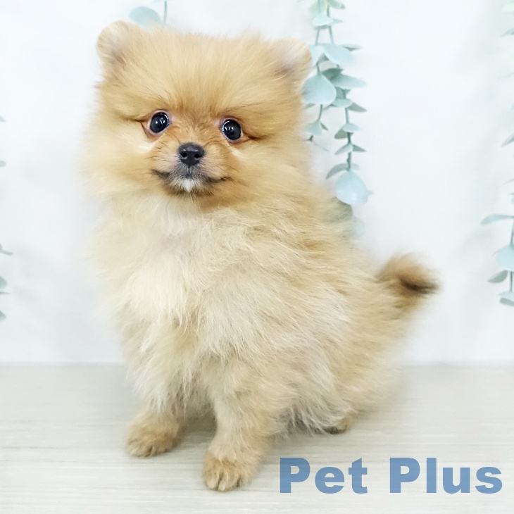 東京都のポメラニアン (ペットプラス むさし村山店/2025年10月29日生まれ/女の子/オレンジ)の子犬の2枚目の画像