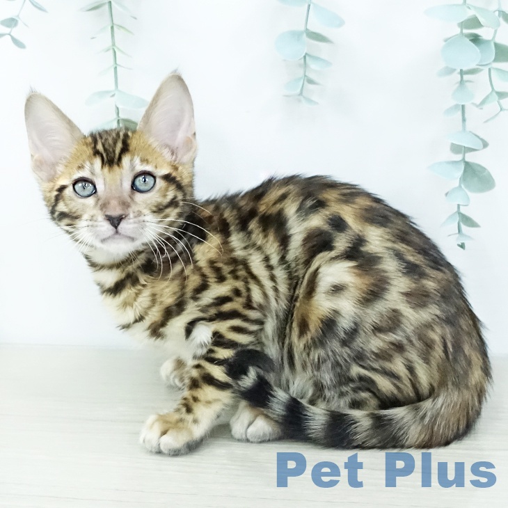 千葉県のベンガル (ペットプラス 幕張新都心店/2025年10月17日生まれ/女の子/ブラウンスポットタビー)の子猫の1枚目の画像