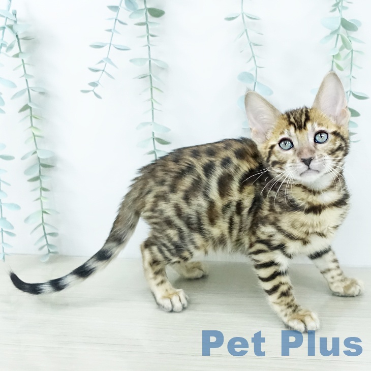 千葉県のベンガル (ペットプラス 幕張新都心店/2025年10月17日生まれ/女の子/ブラウンスポットタビー)の子猫の2枚目の画像