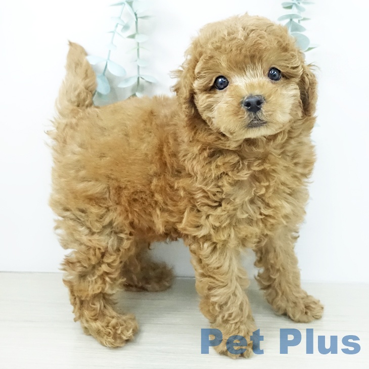 群馬県のトイプードル(トイ) (ペットプラス イオンモール太田店/2025年10月26日生まれ/男の子/レッド)の子犬の2枚目の画像