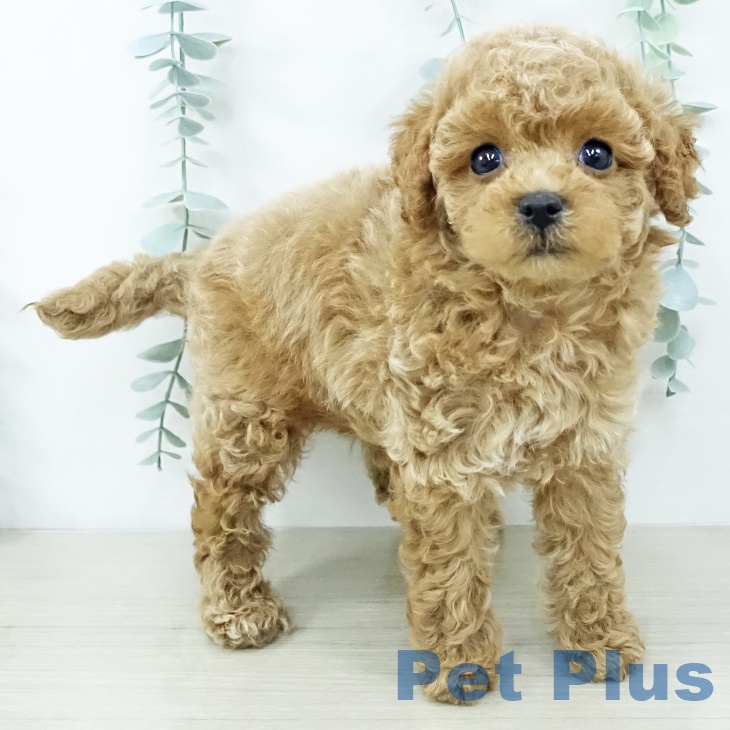 宮城県のトイプードル(トイ) (ペットプラス 名取店/2025年10月26日生まれ/男の子/アプリコット)の子犬の1枚目の画像