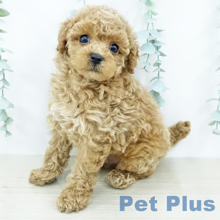 宮城県のトイプードル(トイ) (ペットプラス 名取店/2025年10月26日生まれ/男の子/アプリコット)の子犬の2枚目の画像