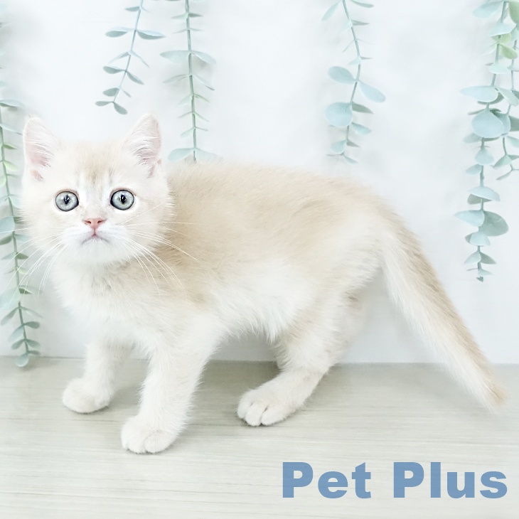 千葉県のスコティッシュフォールド (ペッツワン 千葉ニュータウン店/2025年10月25日生まれ/男の子/クリームタビー)の子猫の1枚目の画像