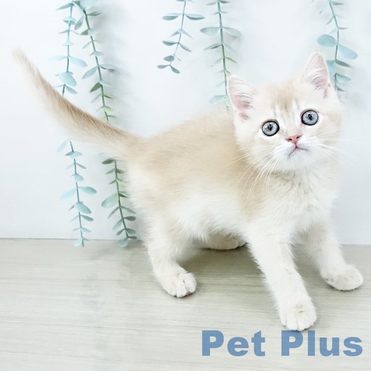 千葉県のスコティッシュフォールド (ペッツワン 千葉ニュータウン店/2025年10月25日生まれ/男の子/クリームタビー)の子猫の2枚目の画像