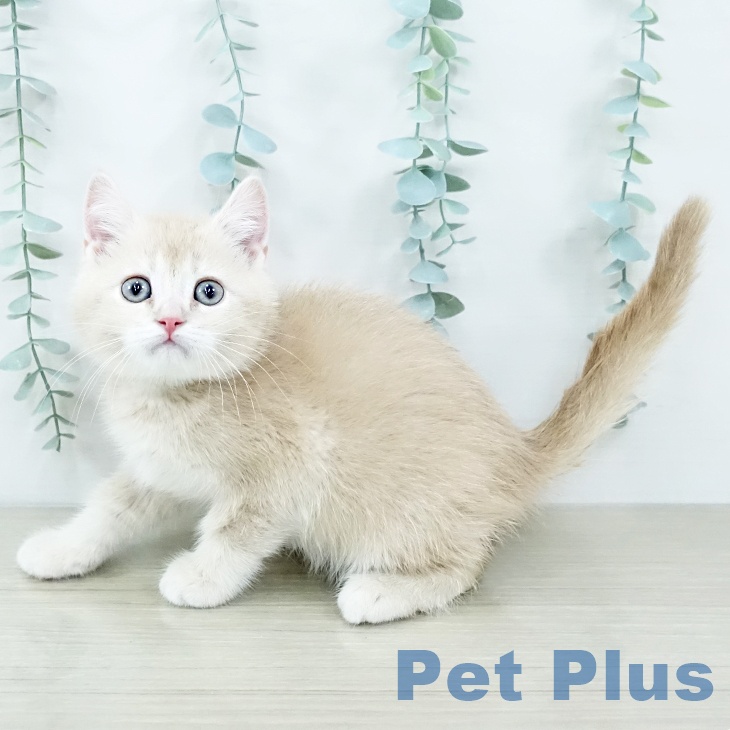 埼玉県のスコティッシュフォールド (ペットプラス 浦和美園店/2025年10月25日生まれ/男の子/クリームタビー)の子猫の1枚目の画像