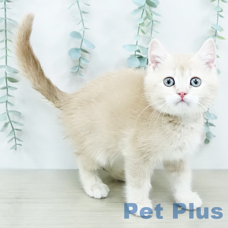 埼玉県のスコティッシュフォールド (ペットプラス 浦和美園店/2025年10月25日生まれ/男の子/クリームタビー)の子猫の2枚目の画像