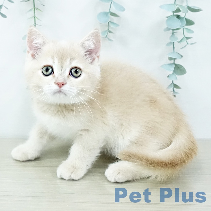 神奈川県のスコティッシュフォールド (ペットプラス 天王町店/2025年10月25日生まれ/男の子/クリームタビー)の子猫の1枚目の画像