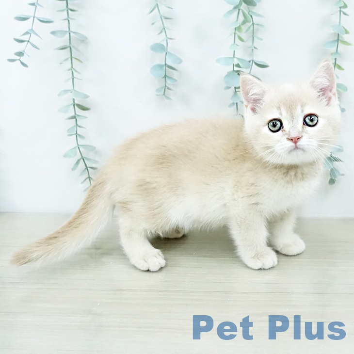 神奈川県のスコティッシュフォールド (ペットプラス 天王町店/2025年10月25日生まれ/男の子/クリームタビー)の子猫の2枚目の画像