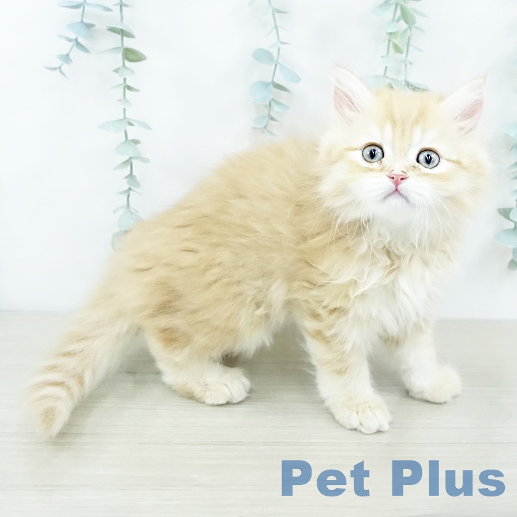 神奈川県のミヌエット (ペットプラス 天王町店/2025年10月23日生まれ/男の子/レッドタビー)の子猫の1枚目の画像