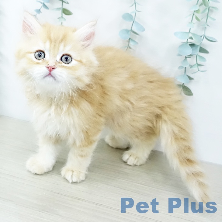 神奈川県のミヌエット (ペットプラス 天王町店/2025年10月23日生まれ/男の子/レッドタビー)の子猫の2枚目の画像