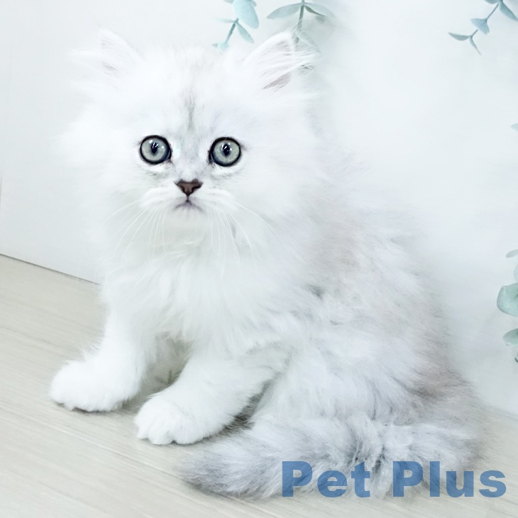 神奈川県のミヌエット (ペットプラス 川崎ルフロン店/2025年10月23日生まれ/女の子/チンチラシルバー)の子猫の1枚目の画像