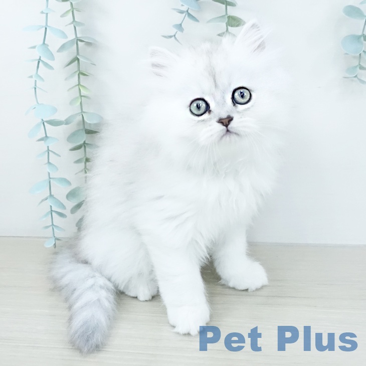 神奈川県のミヌエット (ペットプラス 川崎ルフロン店/2025年10月23日生まれ/女の子/チンチラシルバー)の子猫の2枚目の画像