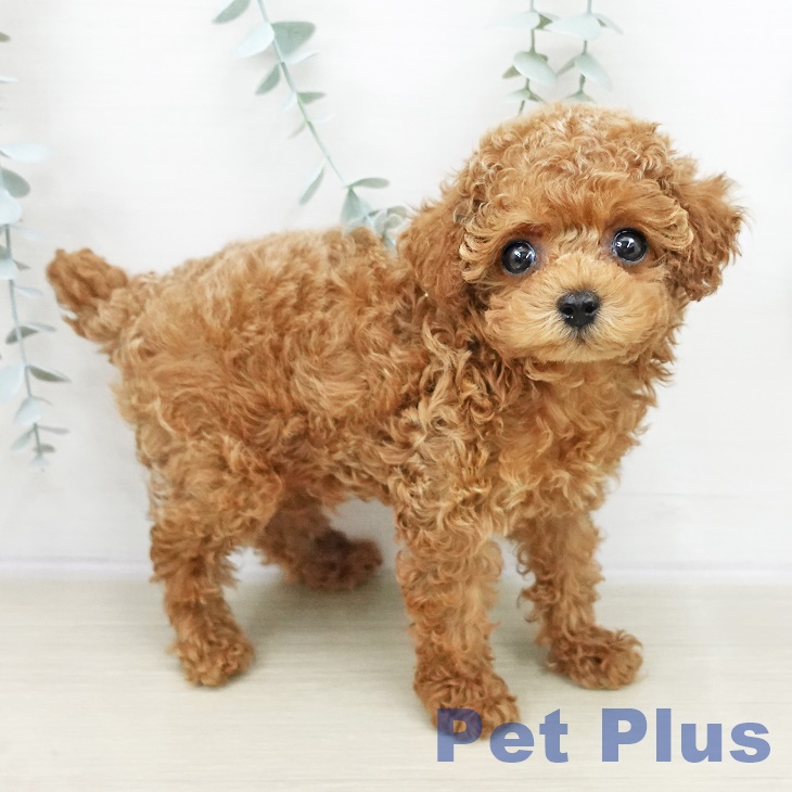 長野県のトイプードル(トイ) (ペットプラス 松本店/2025年10月26日生まれ/男の子/レッド)の子犬の1枚目の画像