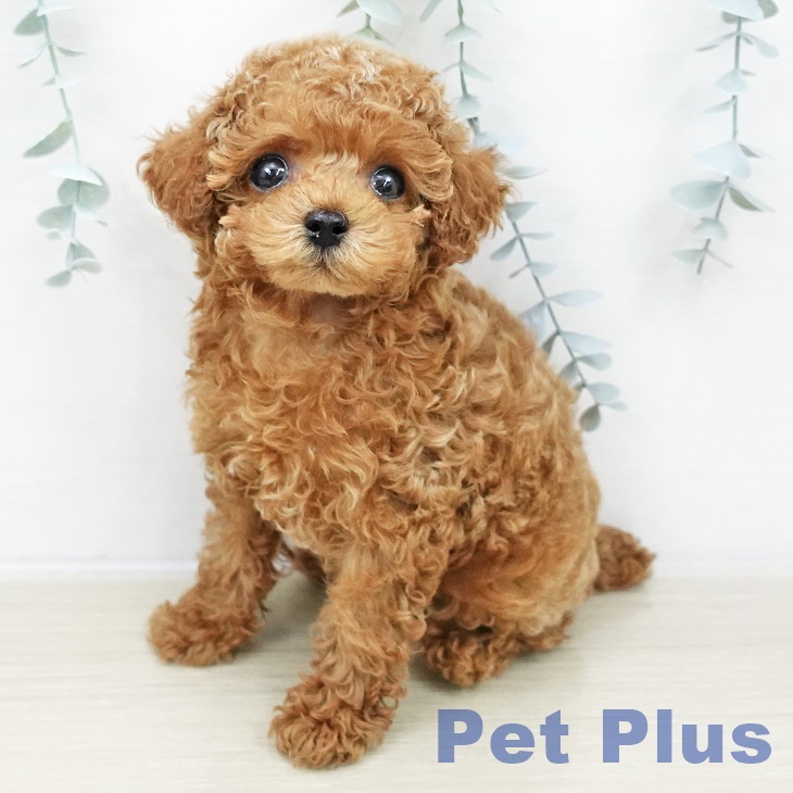 長野県のトイプードル(トイ) (ペットプラス 松本店/2025年10月26日生まれ/男の子/レッド)の子犬の2枚目の画像