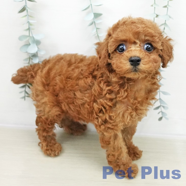 山梨県のトイプードル(トイ) (ペットプラス 甲府昭和店/2025年10月26日生まれ/女の子/レッド)の子犬の1枚目の画像