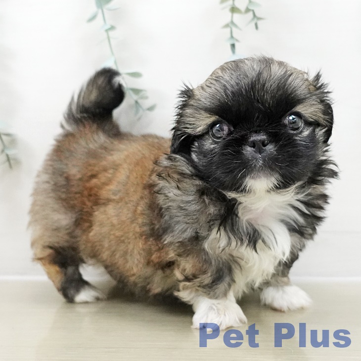 埼玉県のペキニーズ (ペットプラス 上尾店/2025年10月28日生まれ/男の子/フォーンホワイト)の子犬の1枚目の画像