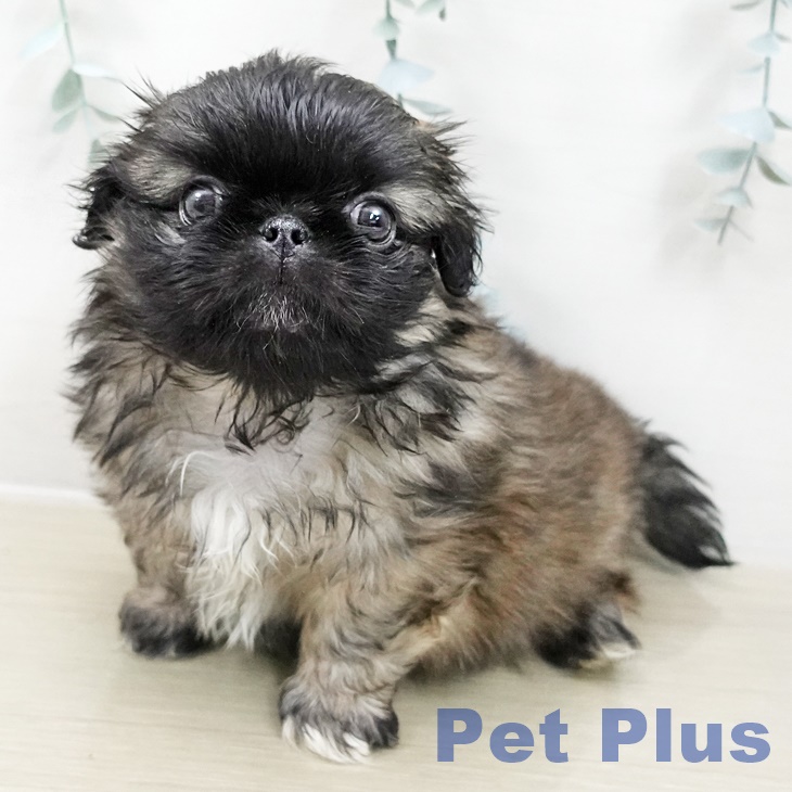 千葉県のペキニーズ (ペットプラス 幕張新都心店/2025年10月28日生まれ/男の子/フォーンホワイト)の子犬の2枚目の画像